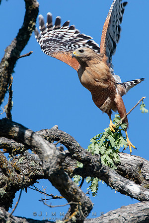Red Shouldered Hawk