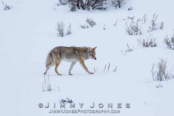 Coyote