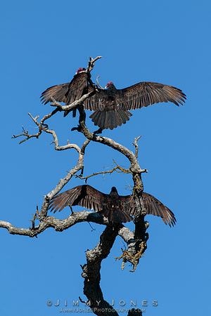 Turkey Vultures