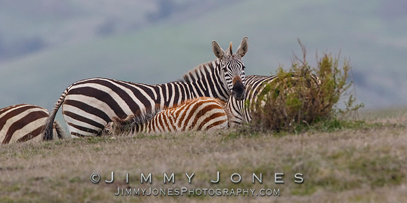 Zebras
