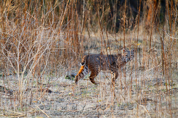 Bobcat