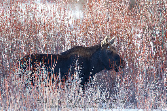 Bull Moose