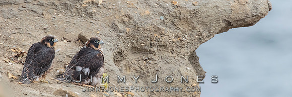 Pre Fledged - Peregrine Falcon Chicks