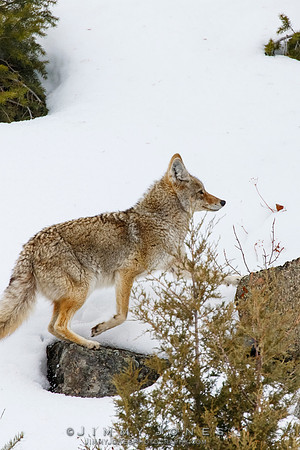 Coyote