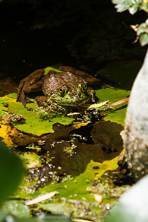 Bull Frog