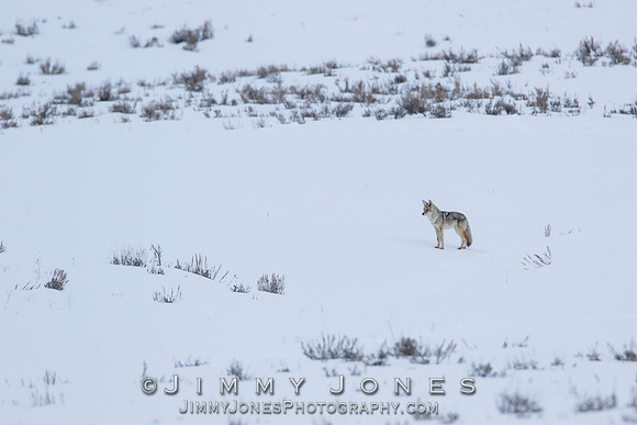 Coyote