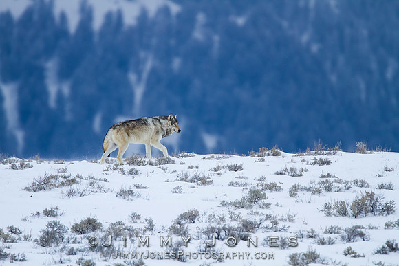 Canyon pack wolf