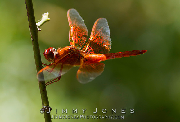 Orange Dragonfly ( Flame Skimmer )