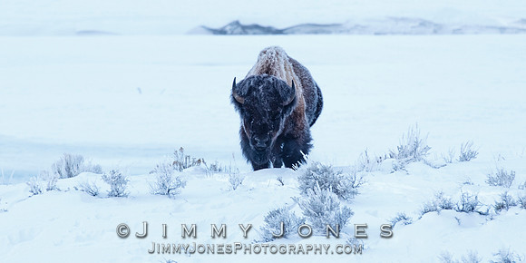 Bison in Frost