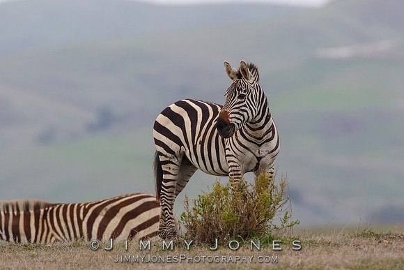 Zebras
