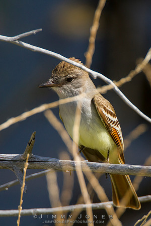 Ash-Throated Flycatcher