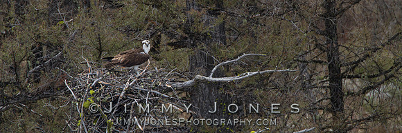 Osprey at Nest