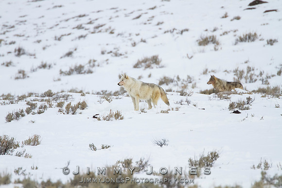 Canyon pack alpha female