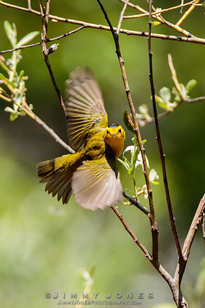 Wilson's Warbler