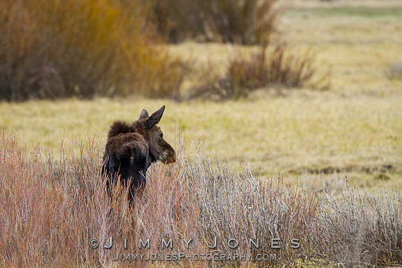 Moose