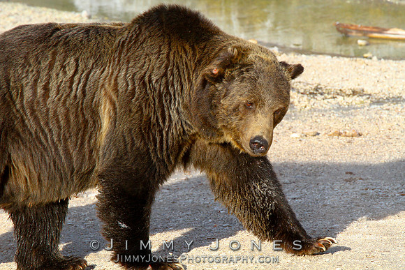 Scarface Grizzly