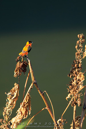 Orange Bishop