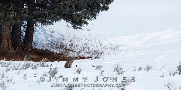 Lamar Canyon Pack Gray Wolf Pup w/ Mange