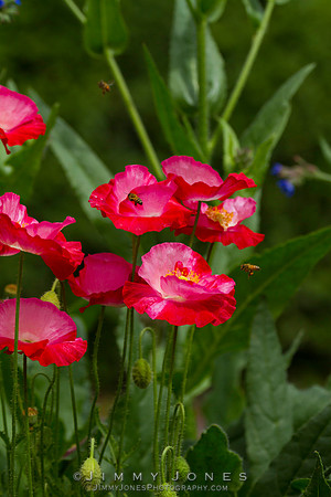 Common Poppy