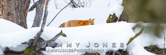 Red Fox