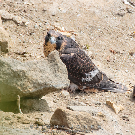 Pre Fledged - Peregrine Falcon Chick