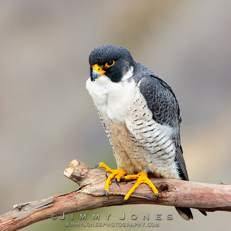Peregrine Falcon