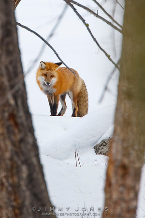 Red Fox