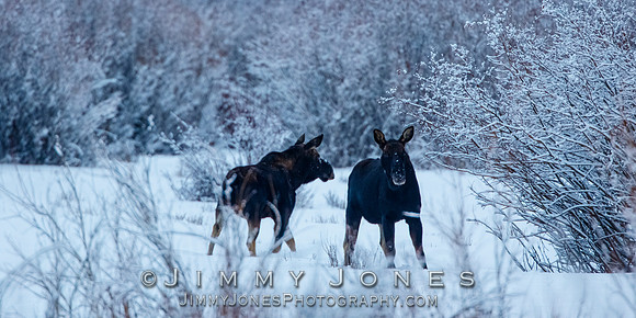Two Bull Moose