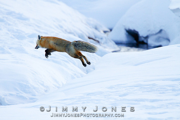 Red Fox Leap