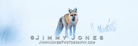 Red Fox