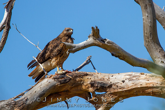 Red-Tailed Hawk