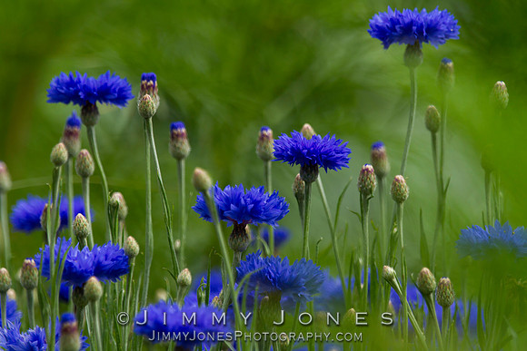Cornflower