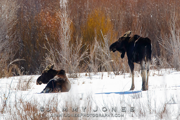 Moose