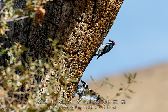 Acorn Woodpecker