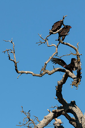 Turkey Vultures