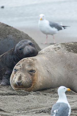 Elephant Seals