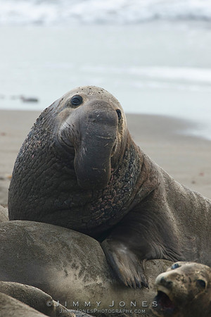 Elephant Seal