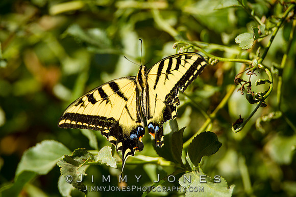 Tiger Swallowtail Butterfly