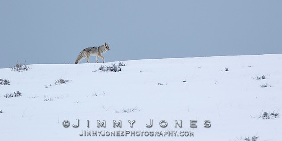 Coyote