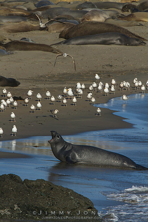 Elephant Seal - CS/P0247