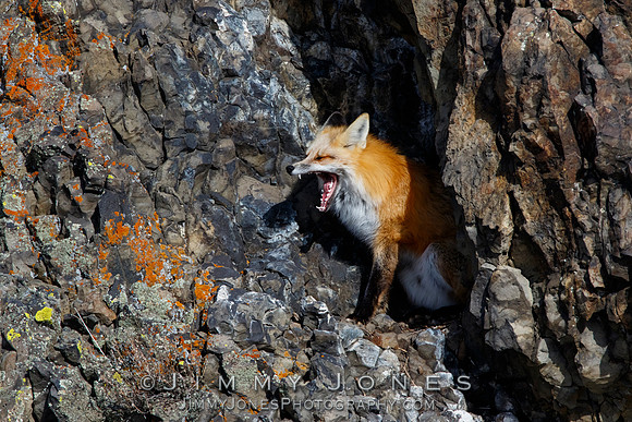 Red Fox