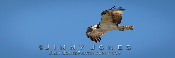 Osprey