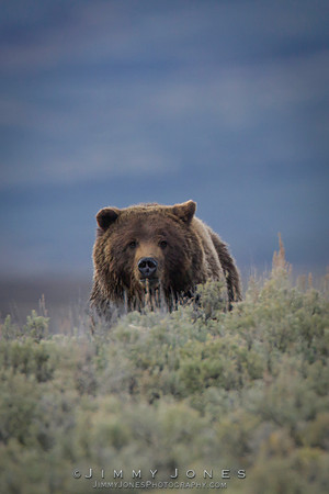 Grizzly Bear - CS/P0259