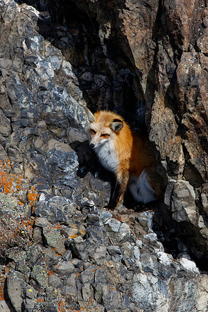 Red Fox