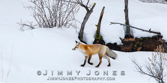 Red Fox