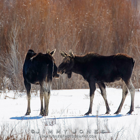 Moose