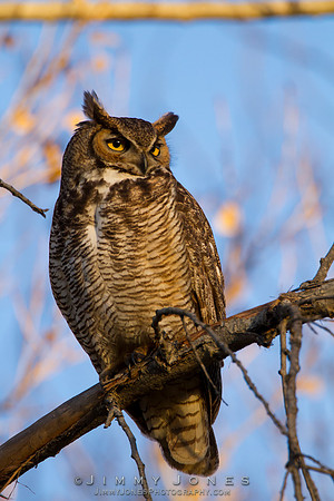 Great Horned Owl