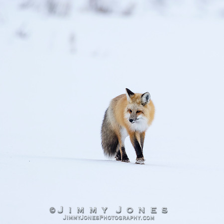Red Fox