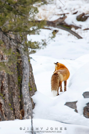 Red Fox
