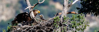 Imature Bald Eagle at Nest with Eaglet